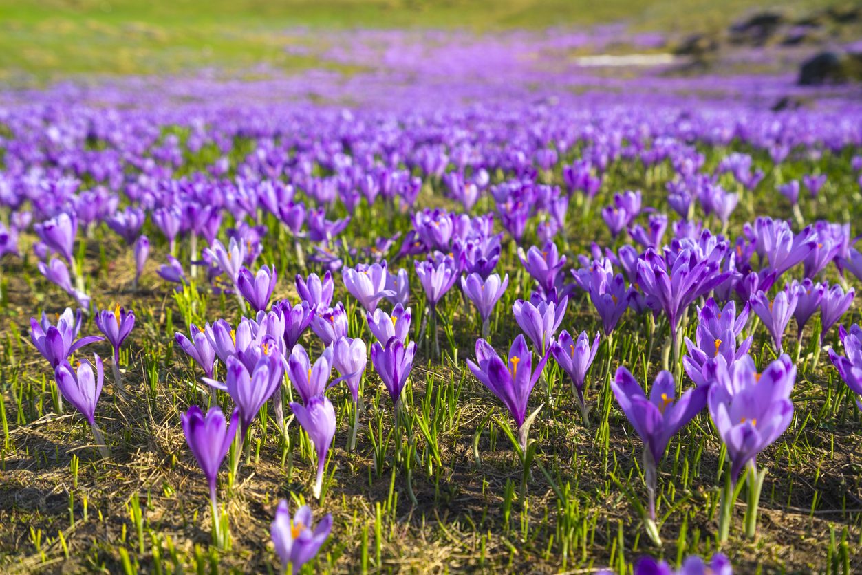 الزعفران \ istock