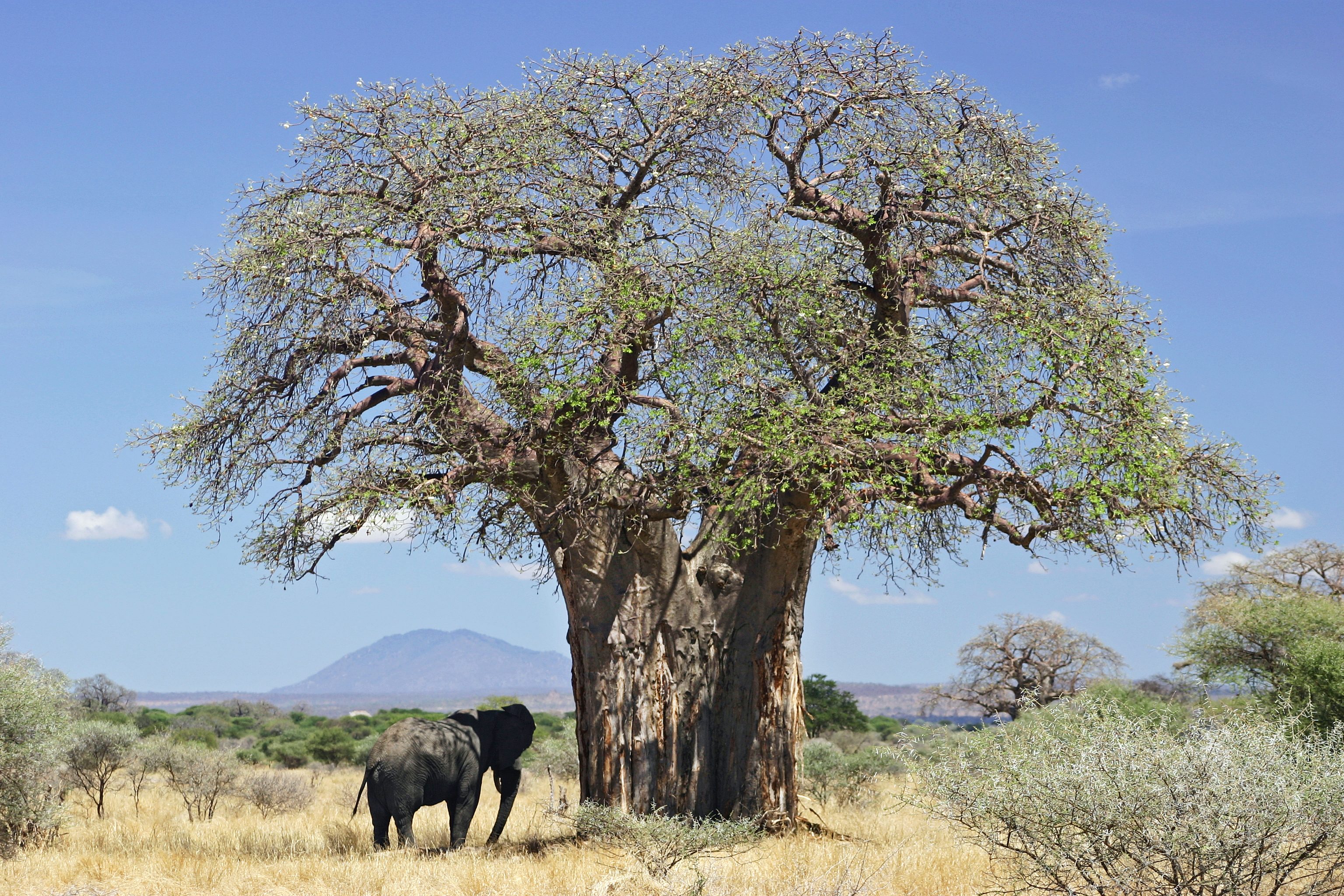 تموت واقفة وفي صمت أشهر أشجار أفريقيا تتعر ض للموت تحت هجمات الأفيال والفطريات