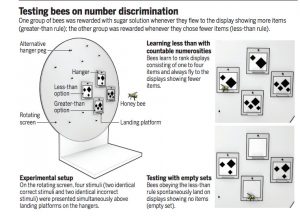 النحل -  أصبح يفهم “اللاشيء”، الباحثون علموا النحل مفهوم الصفر الذي لا يجيده حتى أطفال البشر! Screen_Shot_2018_06_07_at_10.55.42_AM-300x216