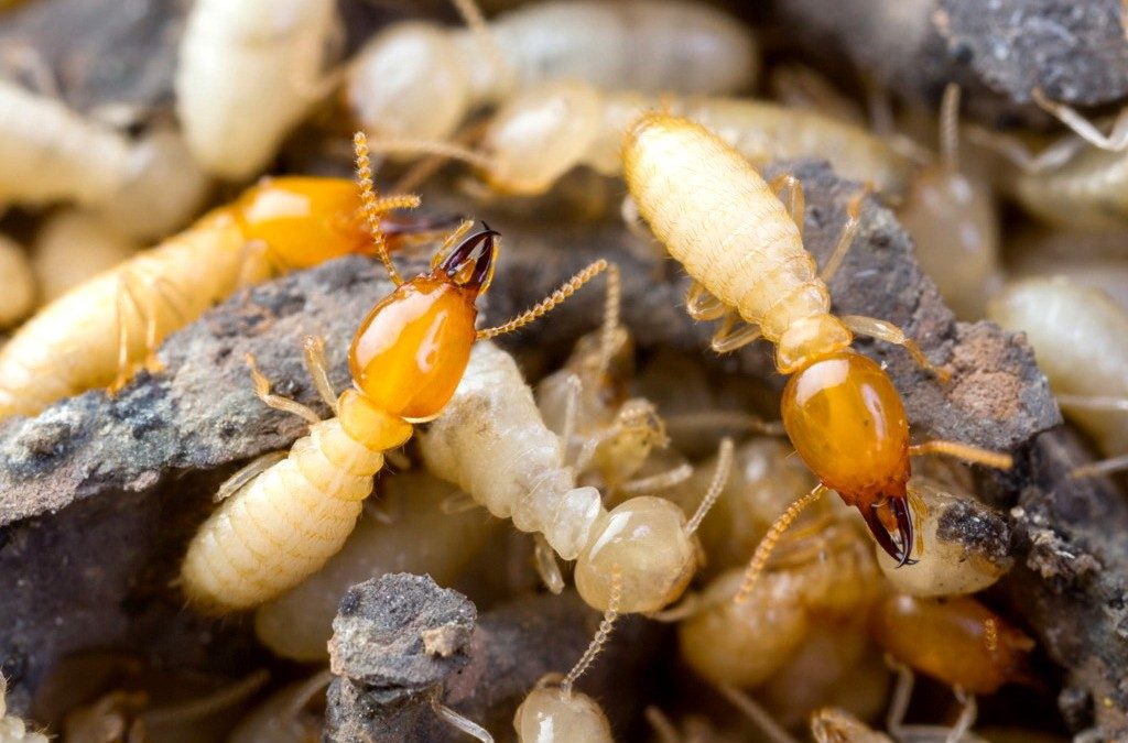  النمل الابيض Termites-1024x675