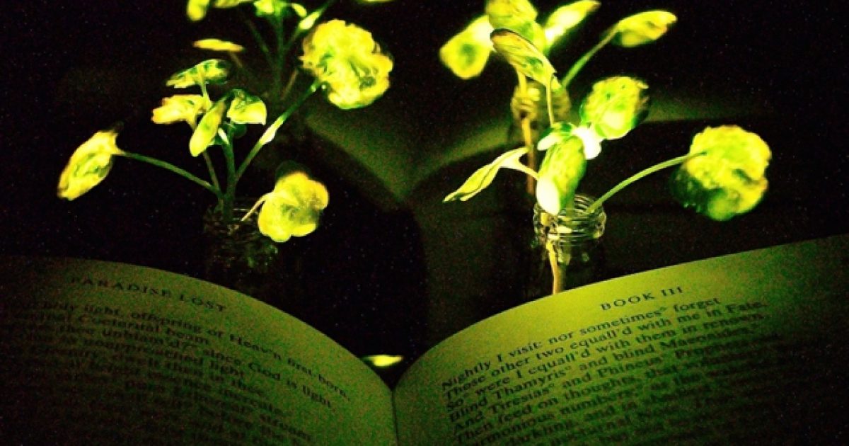    mit-glowing-plants_0