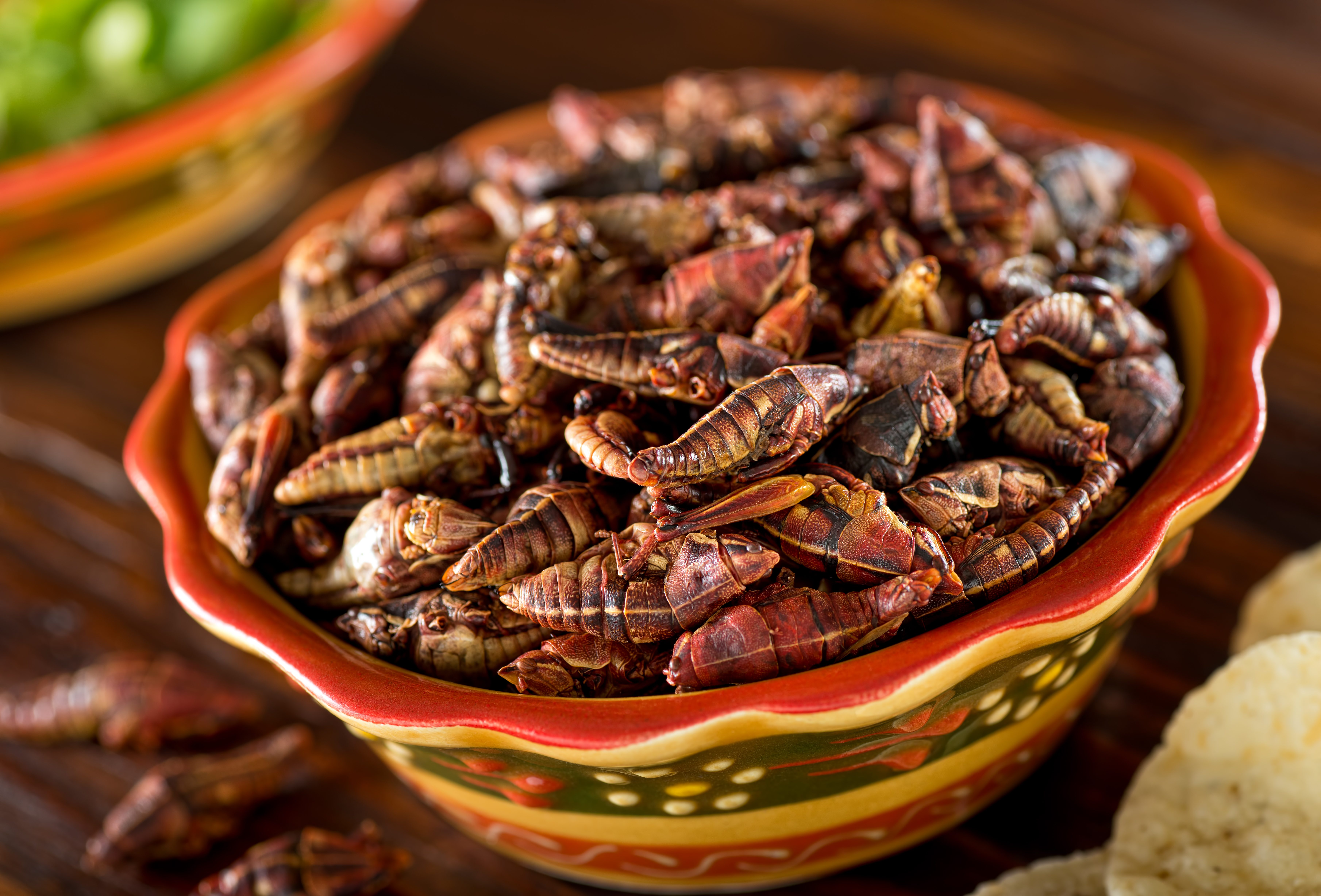 وجبة من الجنادب crunchy chapulines المكسيكية بدأت تكتسب شعبية في بعض المناطق بالولايات المتحدة/ISTOCK