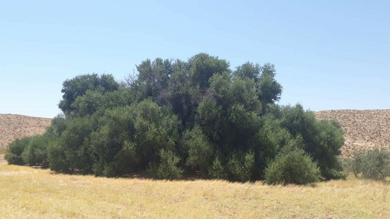 شجرة العكاريت التاريخية في تونس.. زيتونة عملاقة عمرها 900 عام