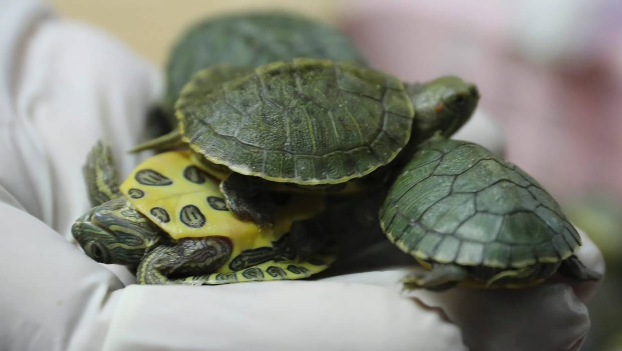  العملاء عثروا على 5.255 سلحفاة حمراء الأذنين 