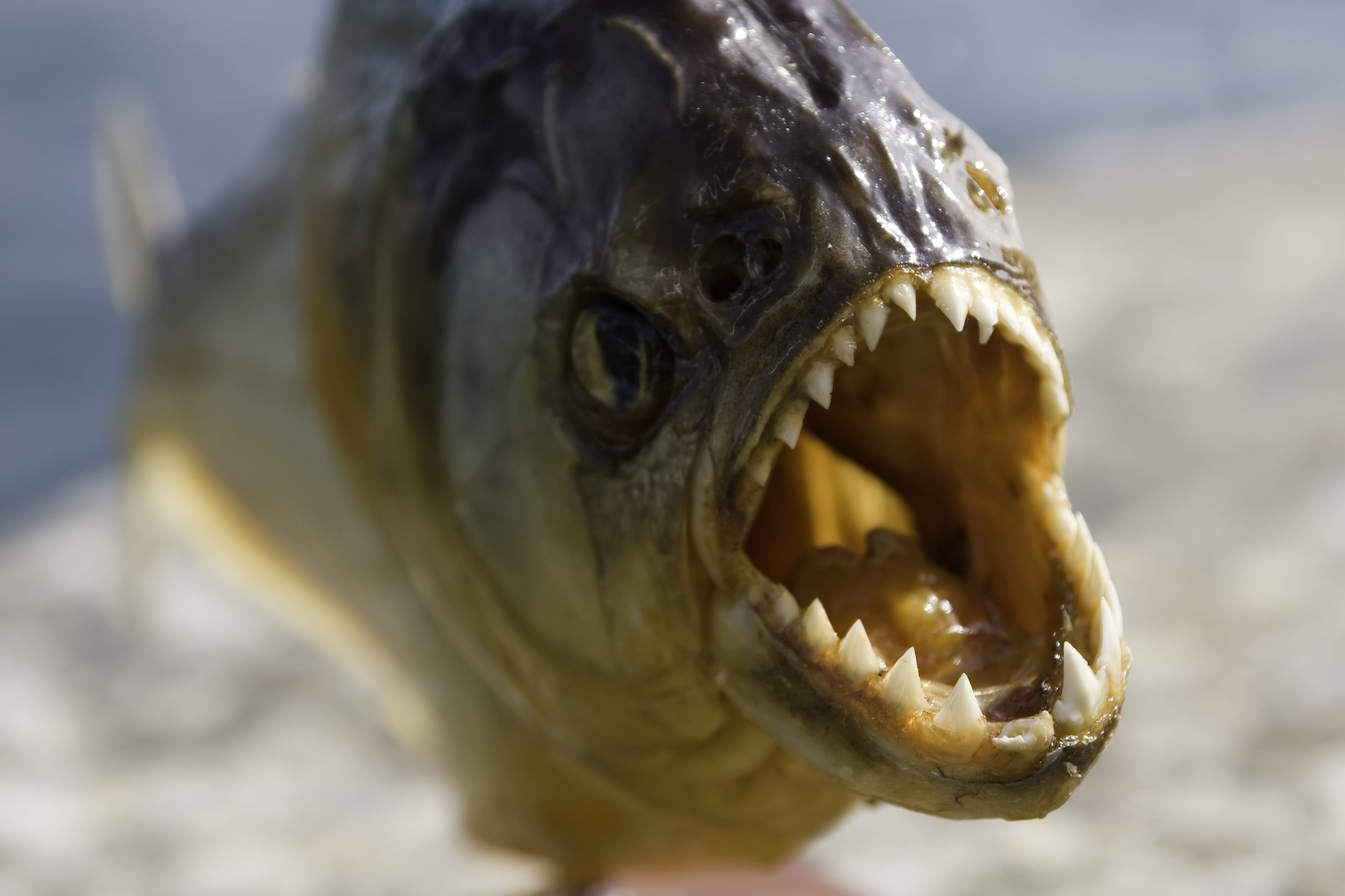 أسماك البيرانا المفترسة تفتك جسد رجل عقب قفزه في بحيرة بالبرازيل1