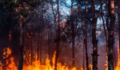 من سيبيريا إلى الأمازون ما هي أسباب حرائق الغابات عربي بوست