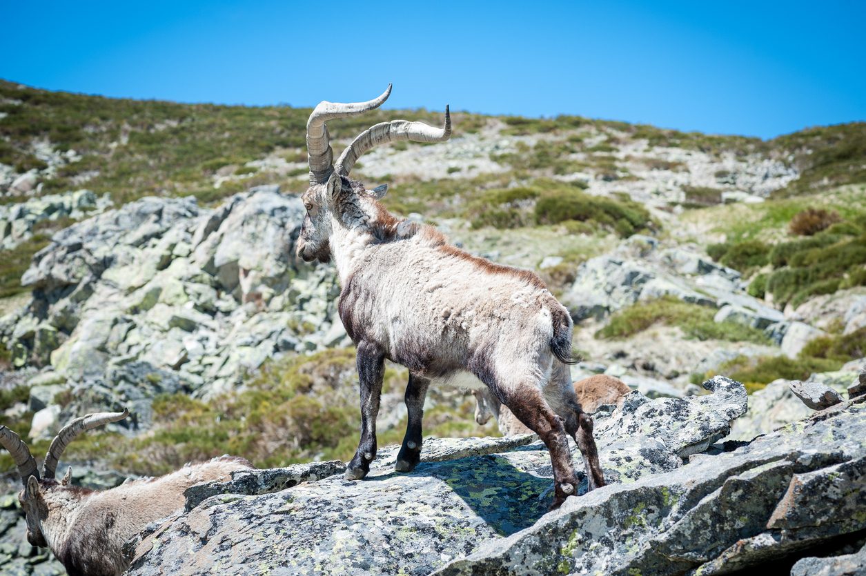 iStock/ ماعز جبال البرانس