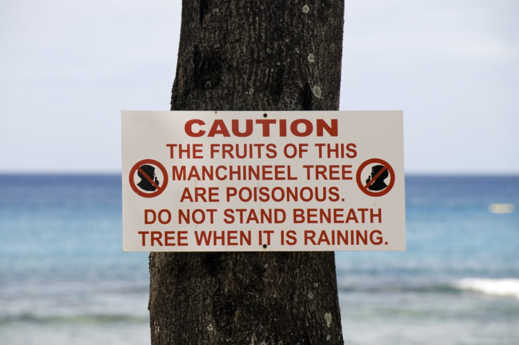 أخطر شجرة في العالم
