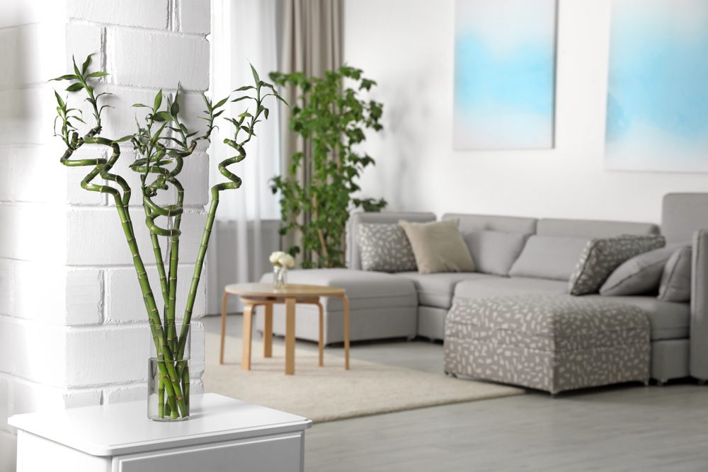 Shutterstock/ نبتة البامبو Lucky Bamboo