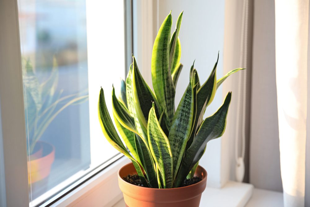 Shutterstock/ نبات الثعبان أو جلد النمر Sansevieria