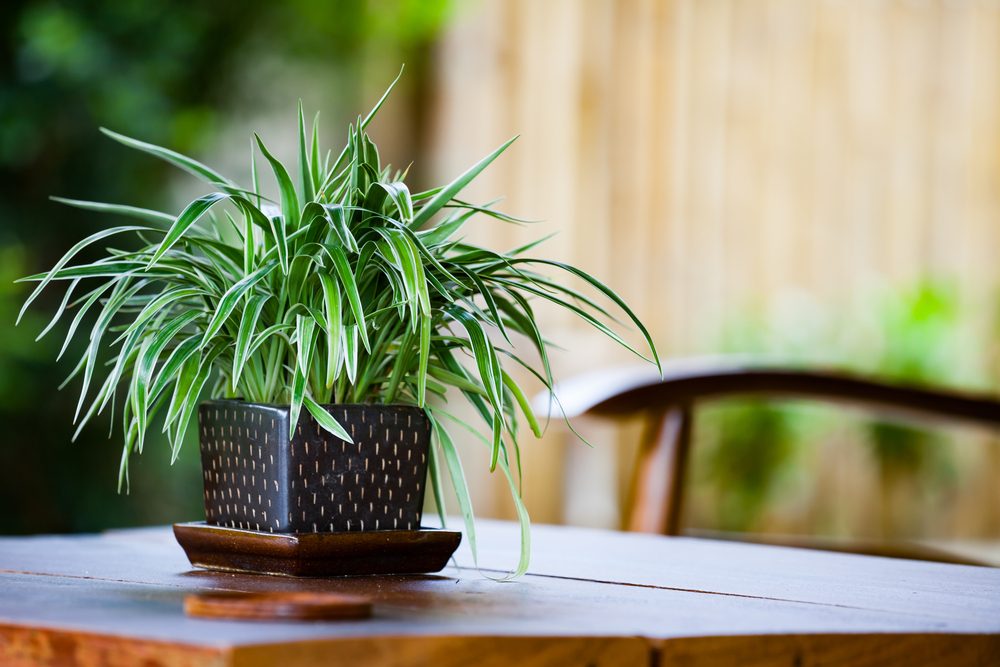 Shutterstock/ نبتة العنكبوت Spider Plant