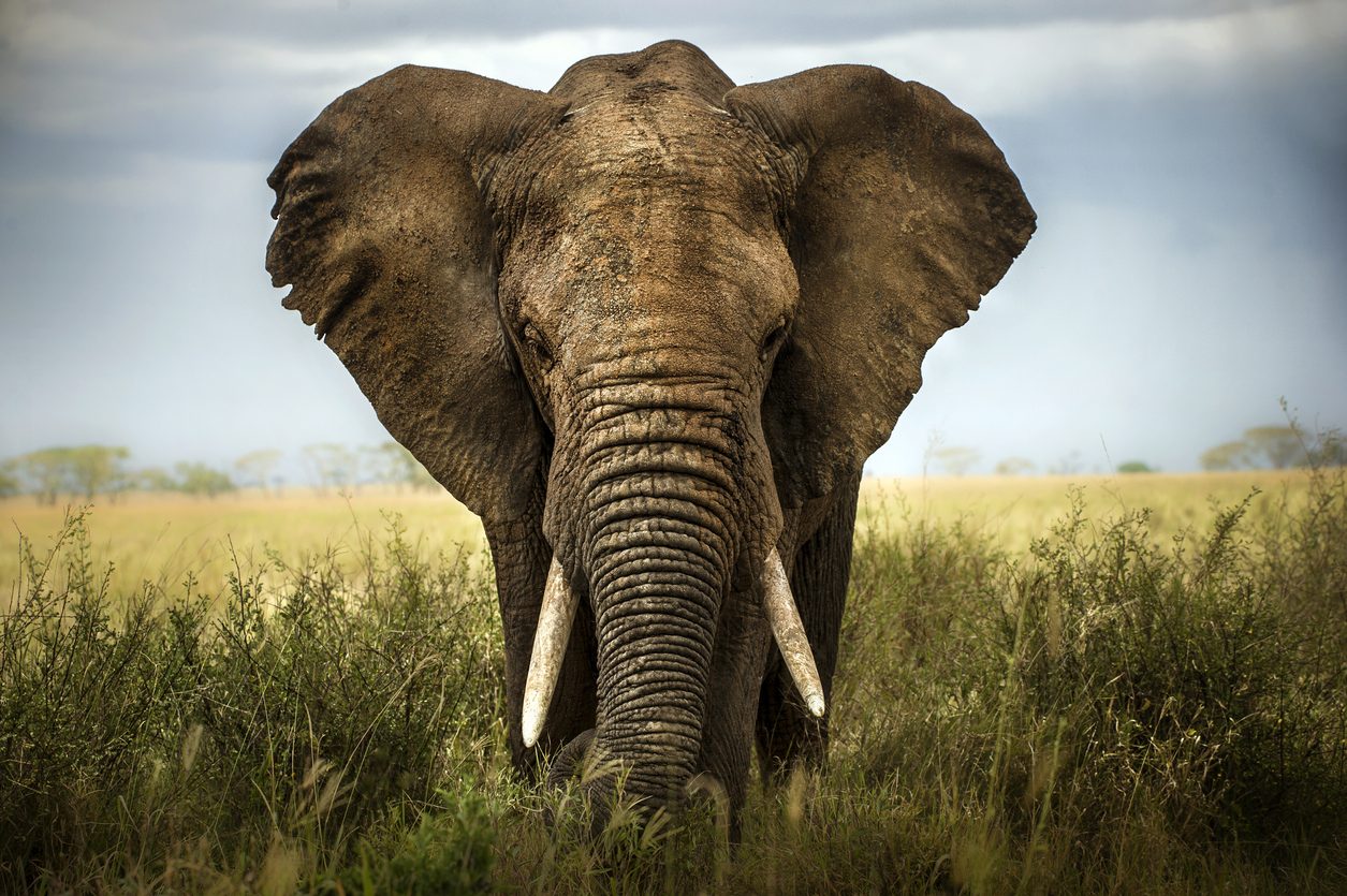 iStock/ الفيل الإفريقي