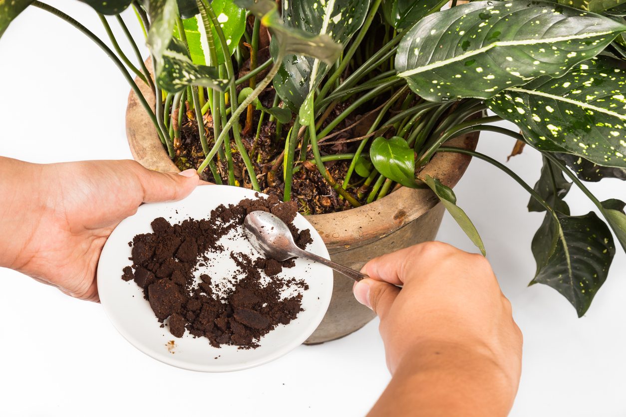 تُستخدم القهوة القديمة في تغذية التربة أو تحضير مقشرات البشرة - iStock