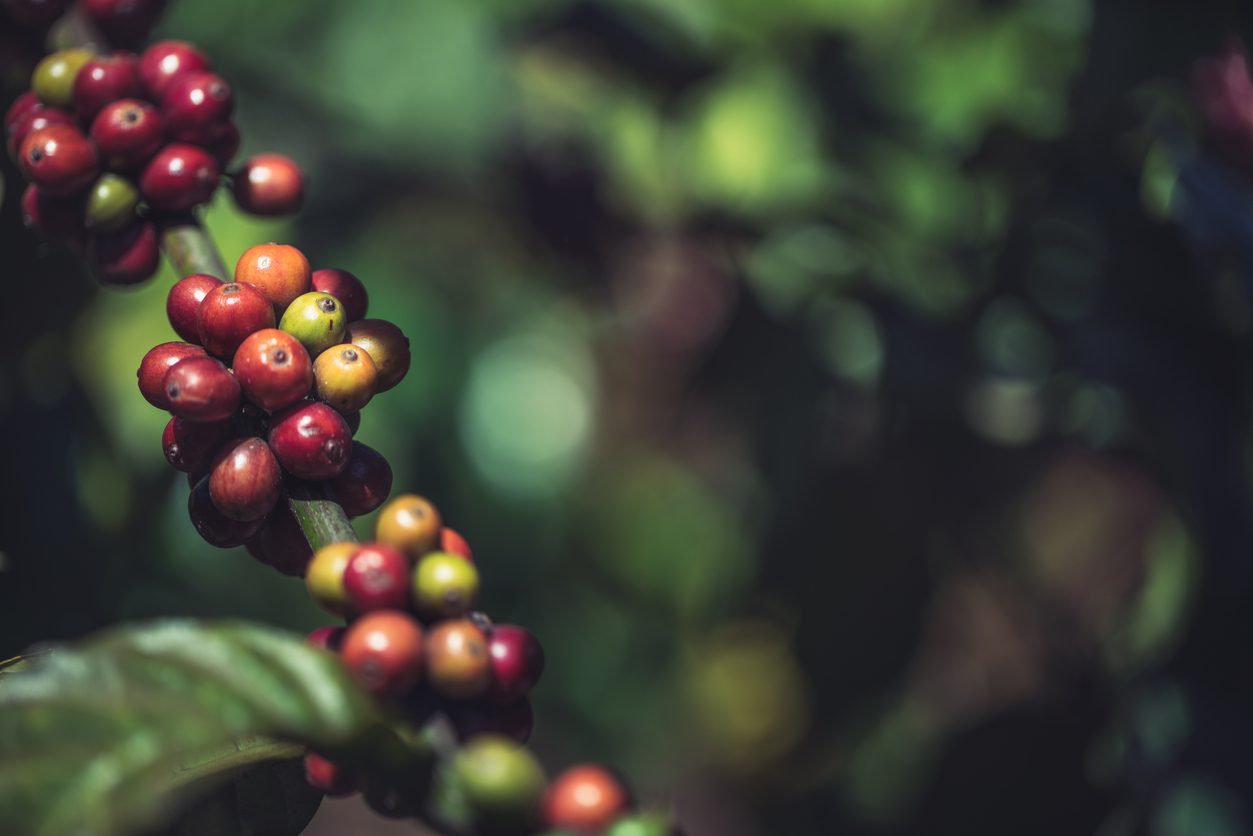 istock - تاريخ القهوة