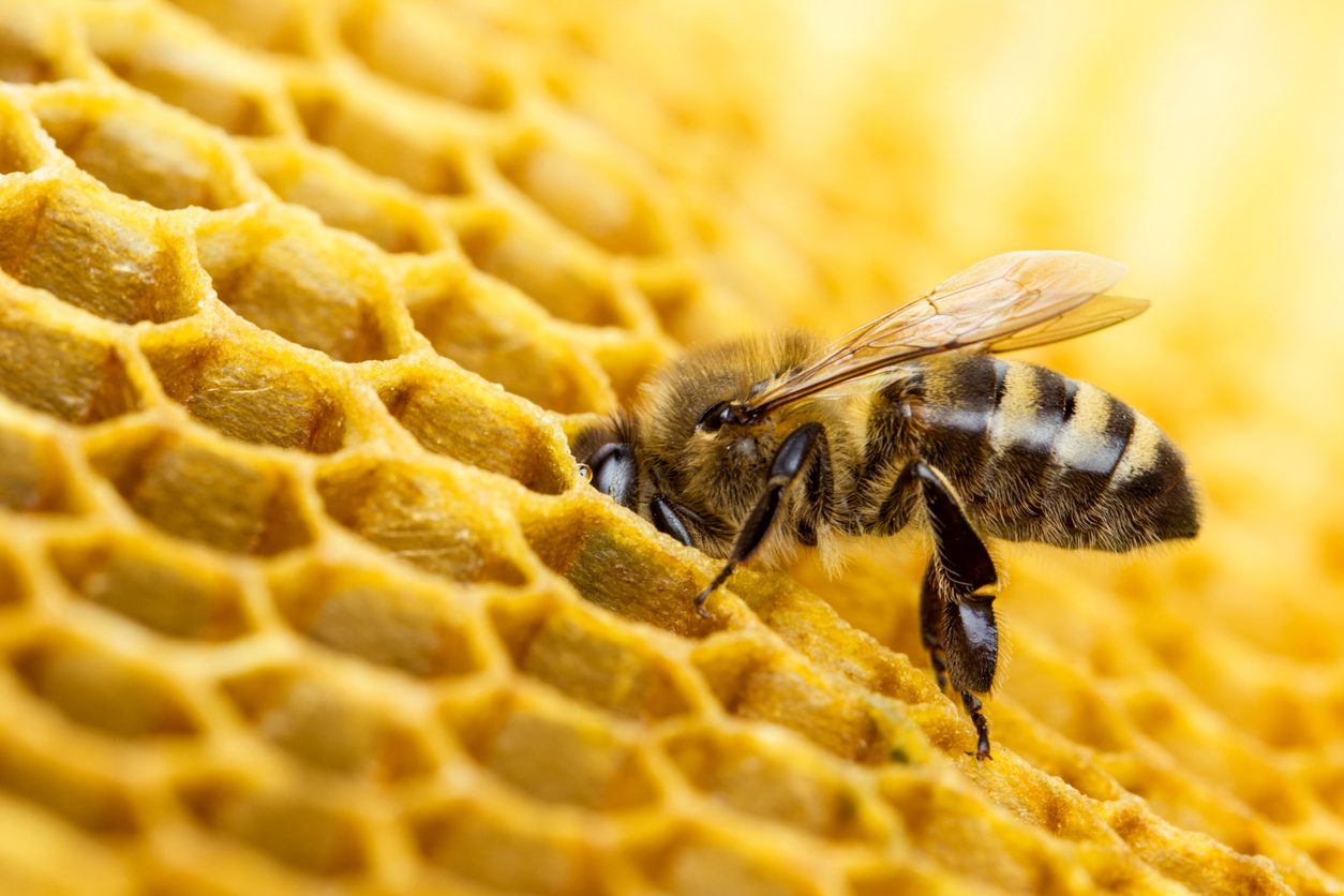 ماذا يحدث إذا انقرض النحل ؟ istock