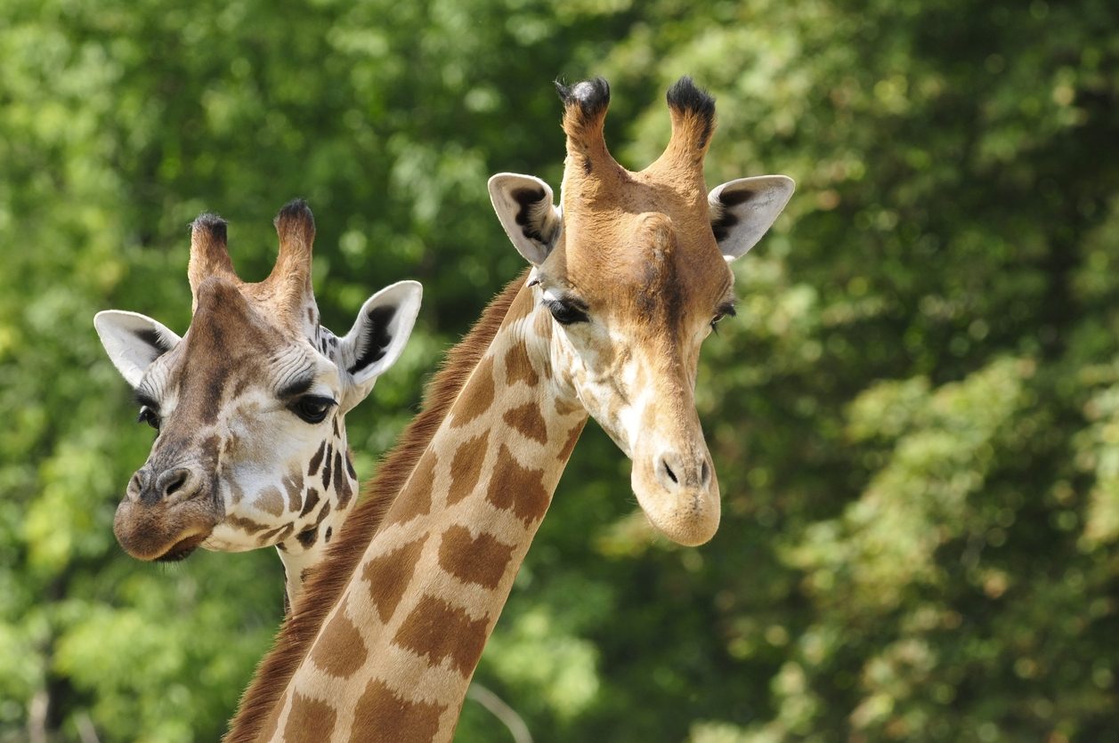 غرائب الحيوانات istock