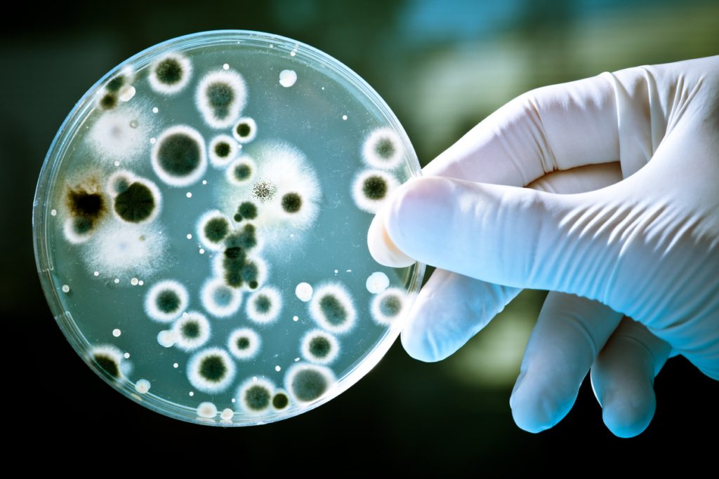 معلومات غريبة عن البكتيريا