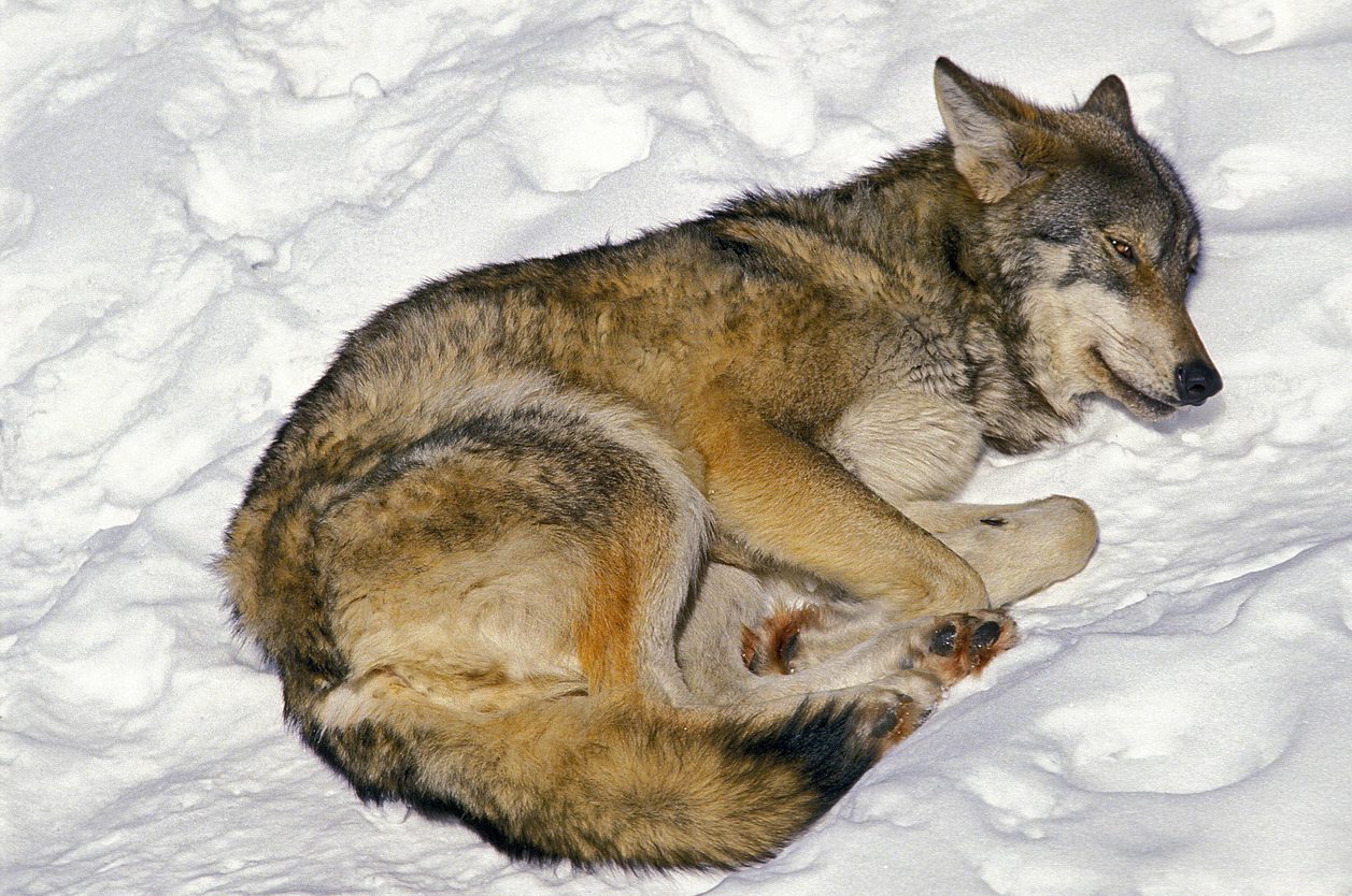 iStock/ نمط نوم الذئب