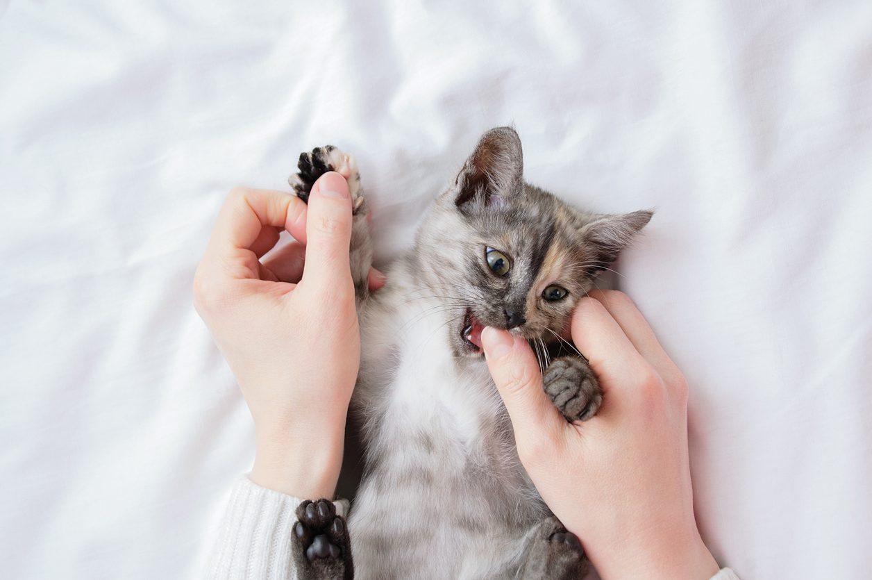 لماذا تعض القطط؟ \ iStock