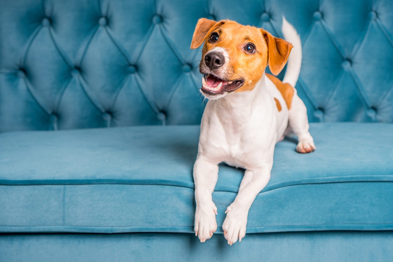 istock كيف ترانا الحيوانات