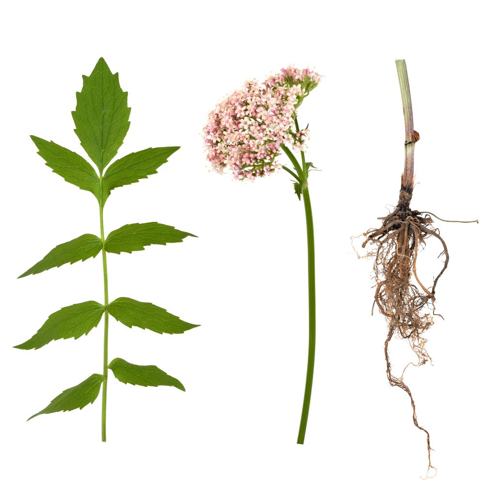 يتمتع النبات وورقه وجذوره بالعديد من الفوائد الصحية - iStock