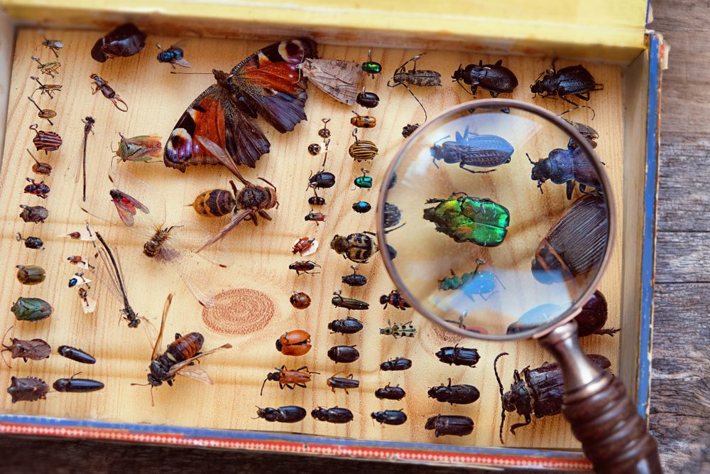 هل للحشرات دماغ؟ - Shutterstock