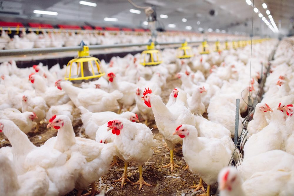 عمليات تدجين المزارع الصناعية تسبب الكثير من المشكلات للدجاج ولصحتنا - ShutterStock
