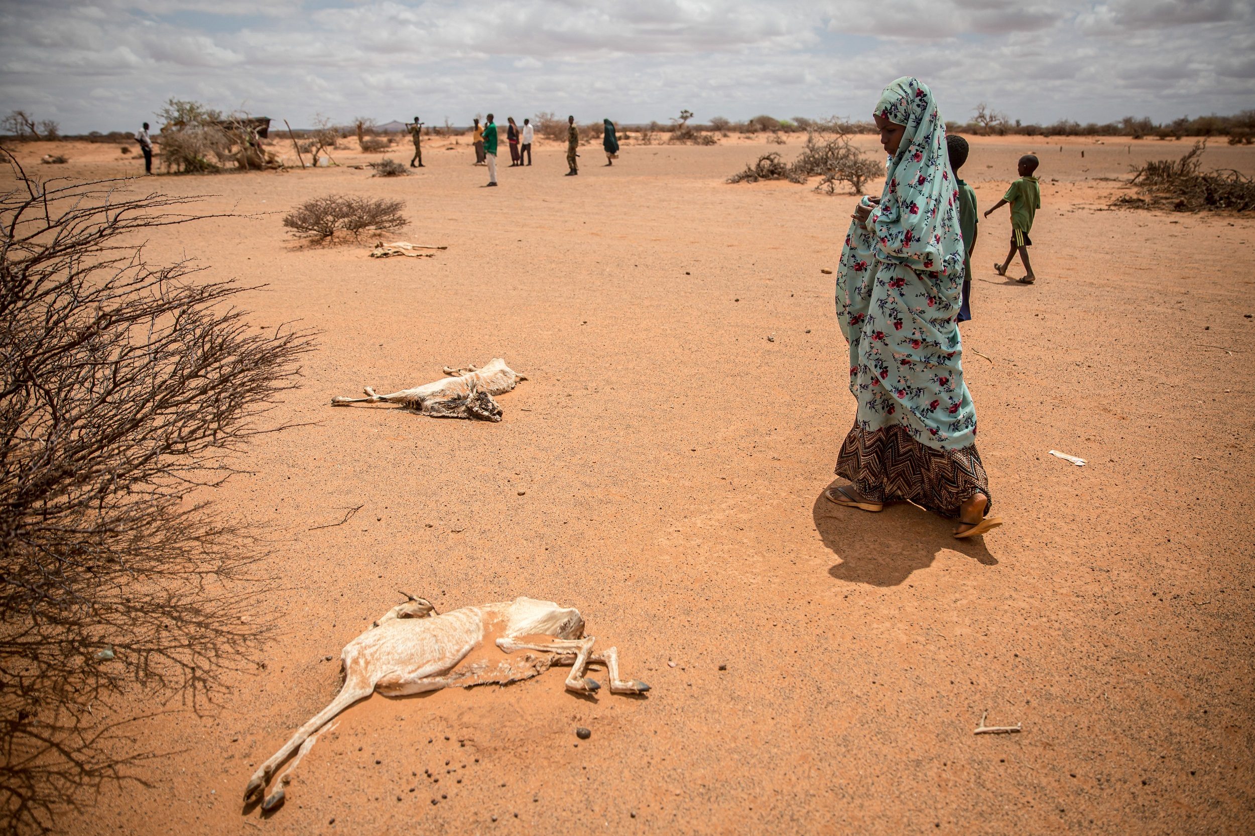نفوق الماشية بسبب الجفاف/ getty images
