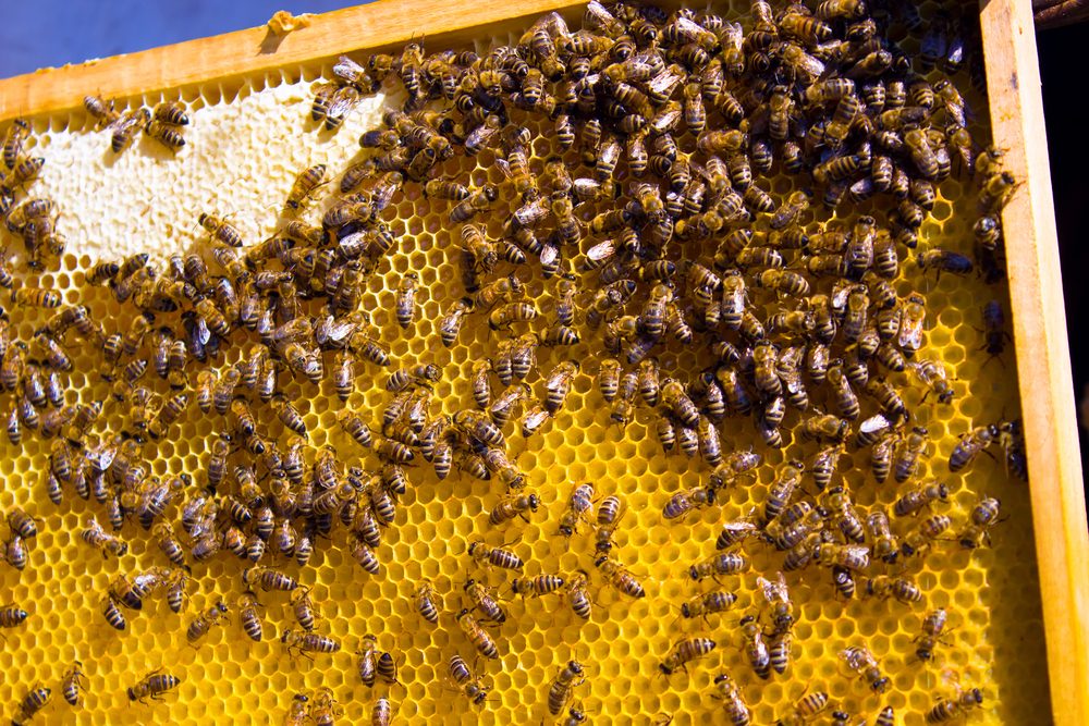 Shutter Stock/ كيفية صنع العسل