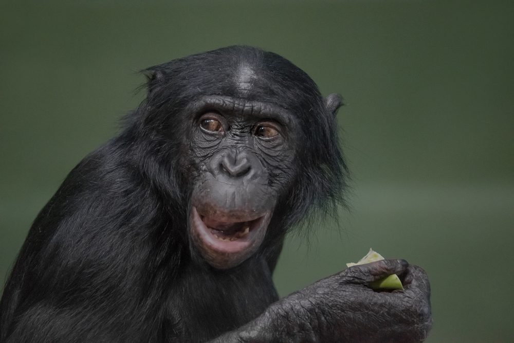 الشمبانزي لم يتمكن من استخدام اللغة مثلما توقع البشر - ShutterStock