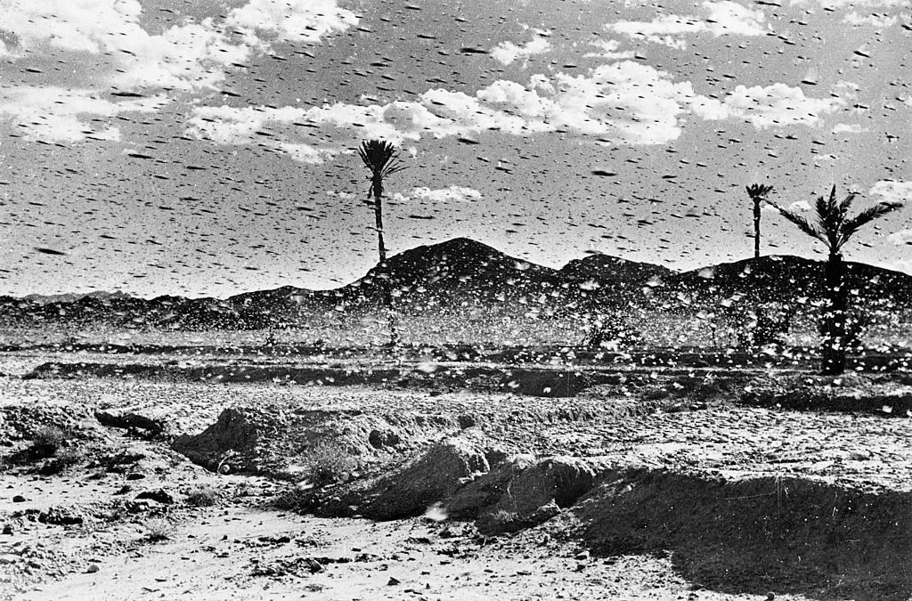 اجتياح الجراد للمغرب عام 1954|gettyimages