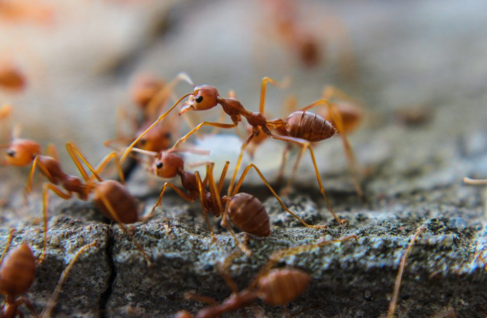 لم يصدق الكثير من الناس أن النمل يمكنه أن ينتج حليباً - Shutterstock