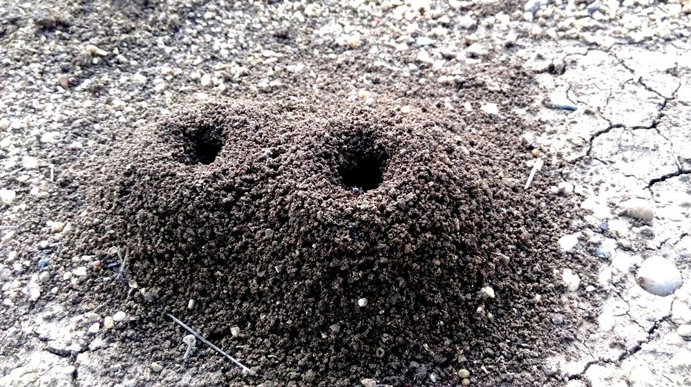 تمكن العلماء من معرف سبباً أساسياً لبقاء ونجاة النمل من التغيرات البيئية - ShutterStock