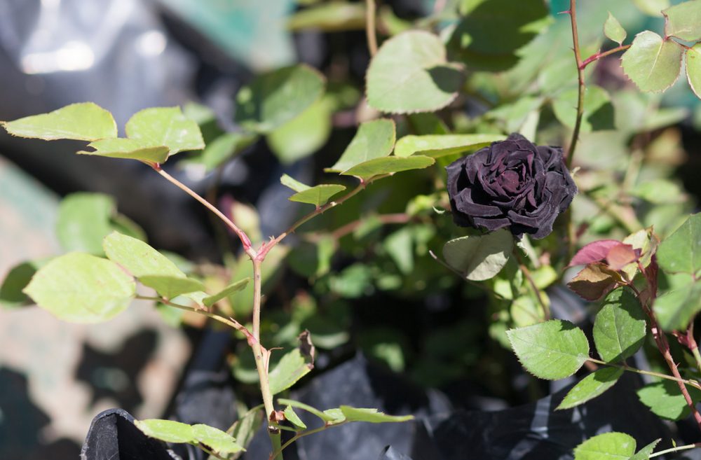 الورد الأسود| shutterstock