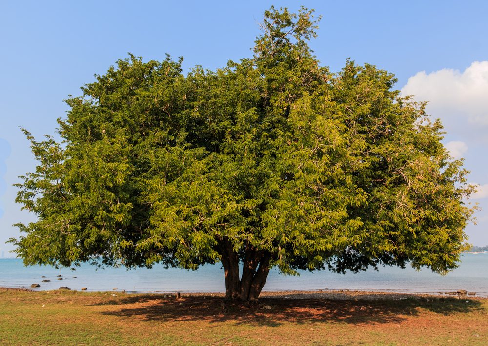 شجرة التمر الهندي| shutterstock