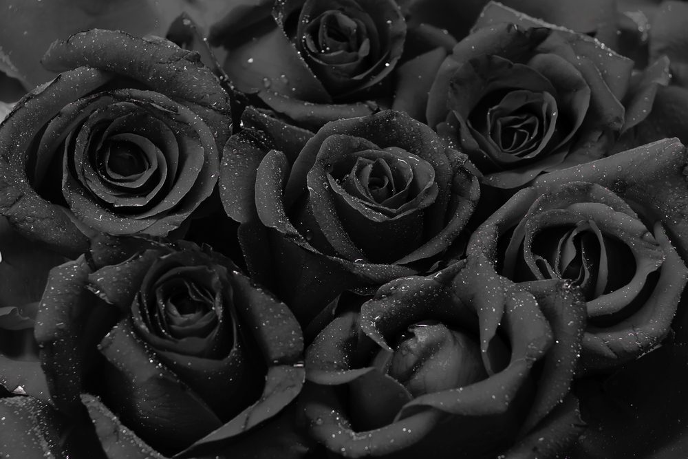 الورد الأسود| shutterstock