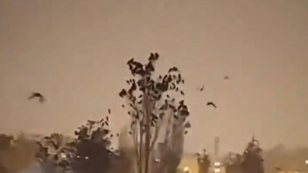 مشهد لطيور تتحرك في السماء تداوله رواد التواصل الاجتماعي بعد زلزال تركيا/ تويتر