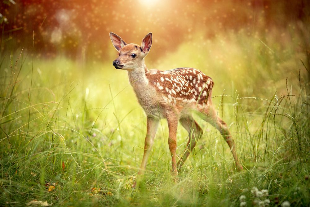 <strong>أقدم الأفلام بالقائمة Bambi لسنة 1942</strong> / Shutterstock 