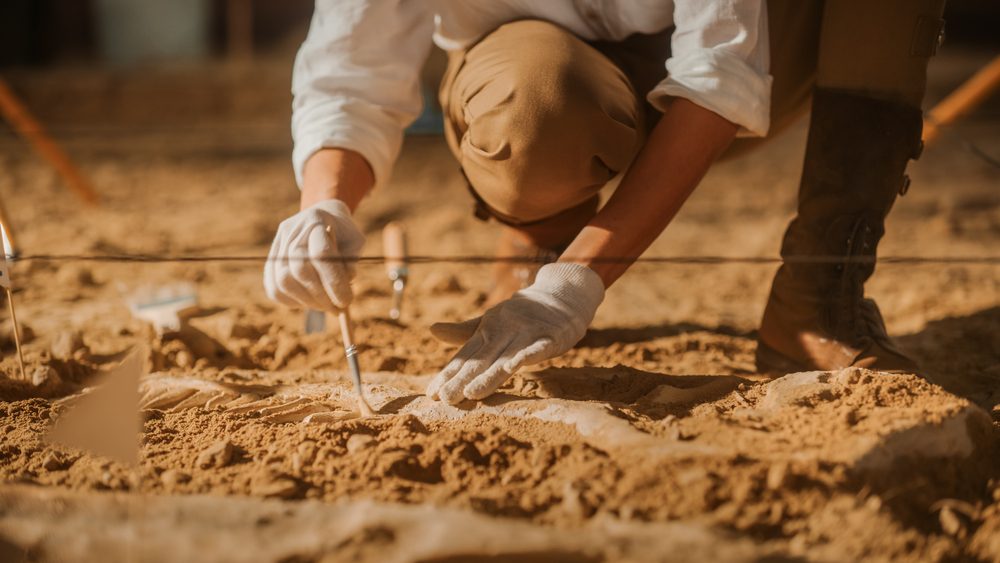 الكثير من الاكتشافات بسبب الكلاب حدثت بمحض المصادفة - Shutterstock