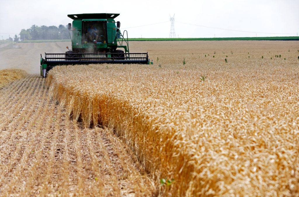 موسم حصاد الحبوب الجديد في أوكرانيا يقترب/رويترز