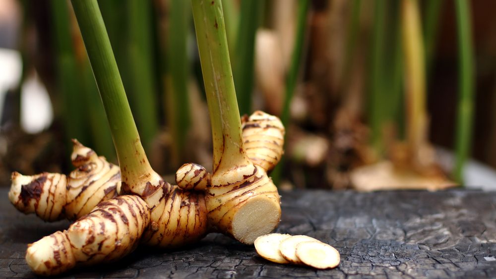 يتمتع نبات الخولنجان بالعديد من المزايا الصحية - Shutterstock