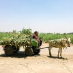 نقص الأسمدة يُفاقم أزمة الفلاحين في مصر.. أطنان منها تختفي مع بداية الشتاء بسبب الاحتكار والسوق السوداء والسرقات