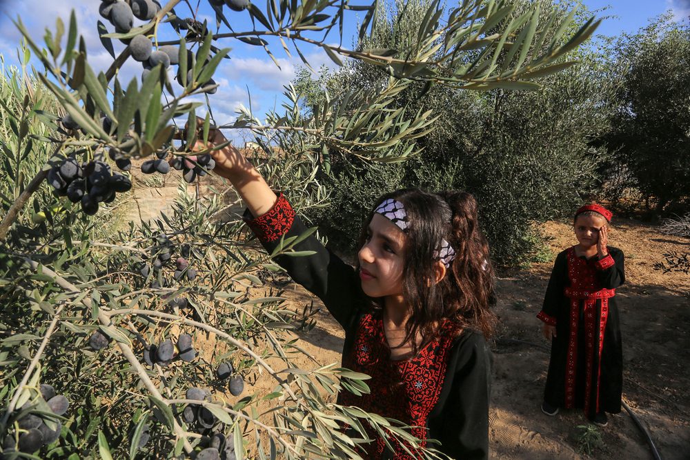 شجر الزيتون في فلسطين