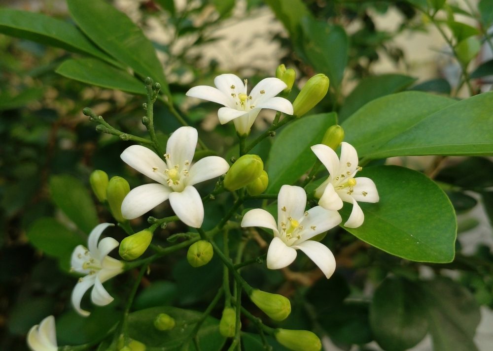 يتمتع النبات بزهور بيضاء وصفراء عطرية فواحة - ShutterStock