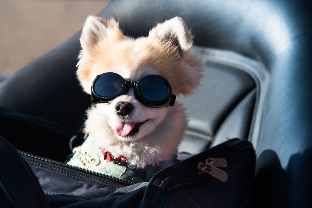 نظارات الكلاب| shutterstock