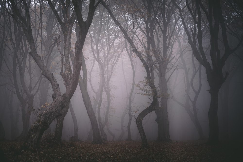 غابة هويا باكيو المسكونة| shutterstock