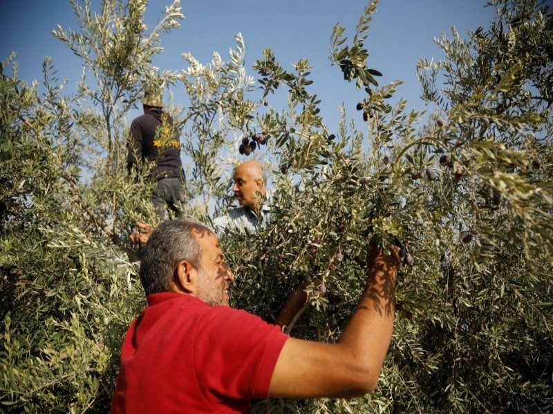 فلسطينيون يجنون الزيتون بالضفة الغربية/رويترز