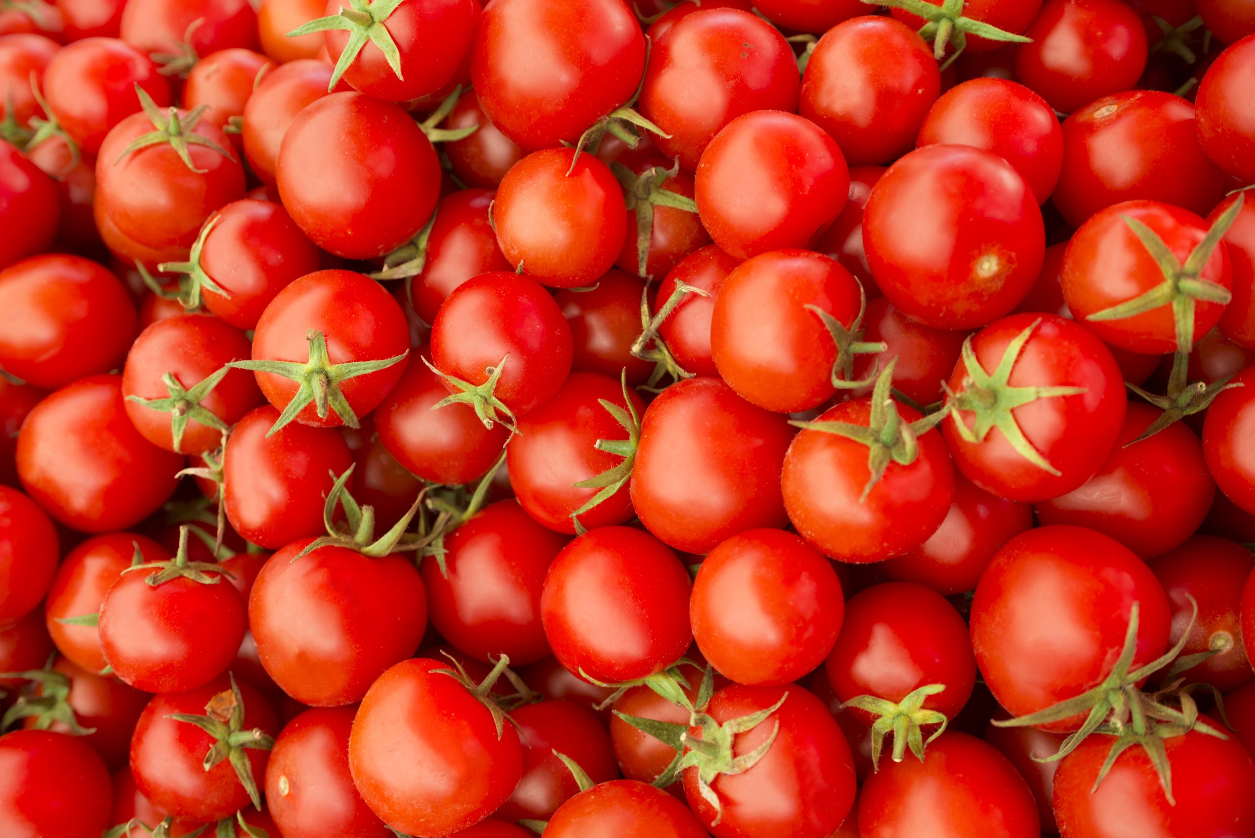 Shutter Stock/ تحتوي حبة طماطم متوسطة الحجم على ما يزيد قليلاً عن 16 مليغراماً من فيتامين سي، وهو وقود مثبت لجهاز المناعة في الجسم.