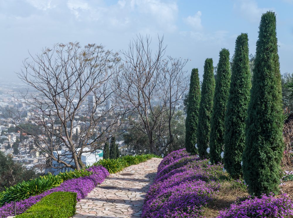 شجرة السرو في مدينة حيفا| shutterstock