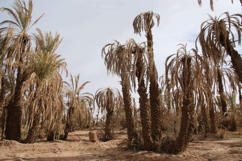 موت واحات النخيل في الجنوب الشرقي بسبب استنزاف الفرشة المائية (عربي بوست)